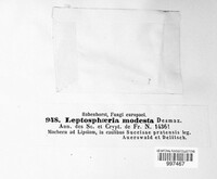 Leptosphaeria modesta image
